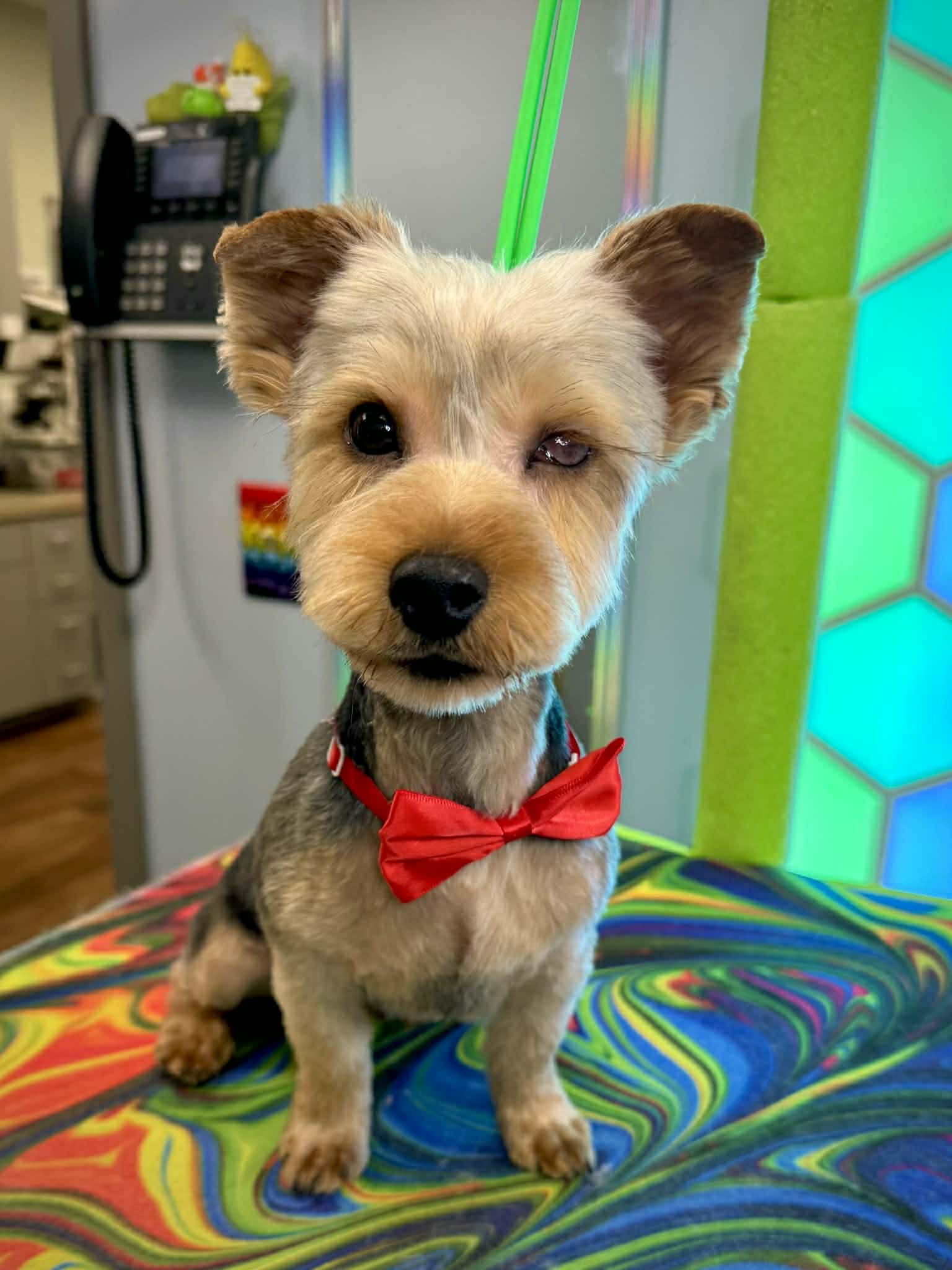 Enlarge Kory, a Adoptable Yorkshire Terrier in Kansas City, MO image 1/1