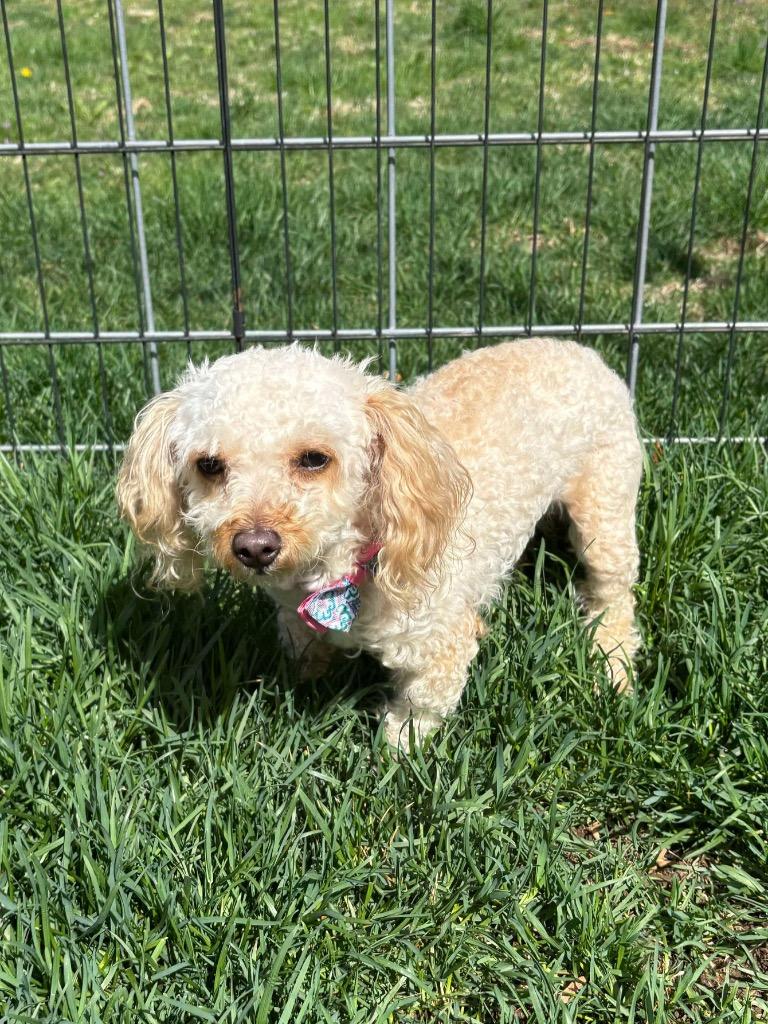 Roxy, Adopted, Young Female Poodle.