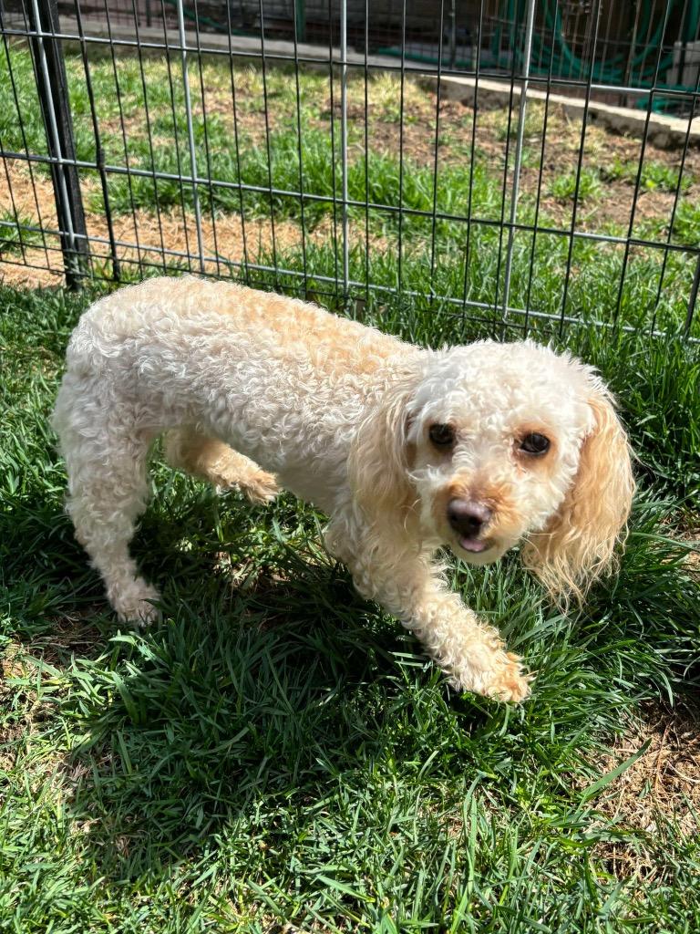 Enlarge Roxy, a Adopted Poodle in Urbandale, IA image 2/2