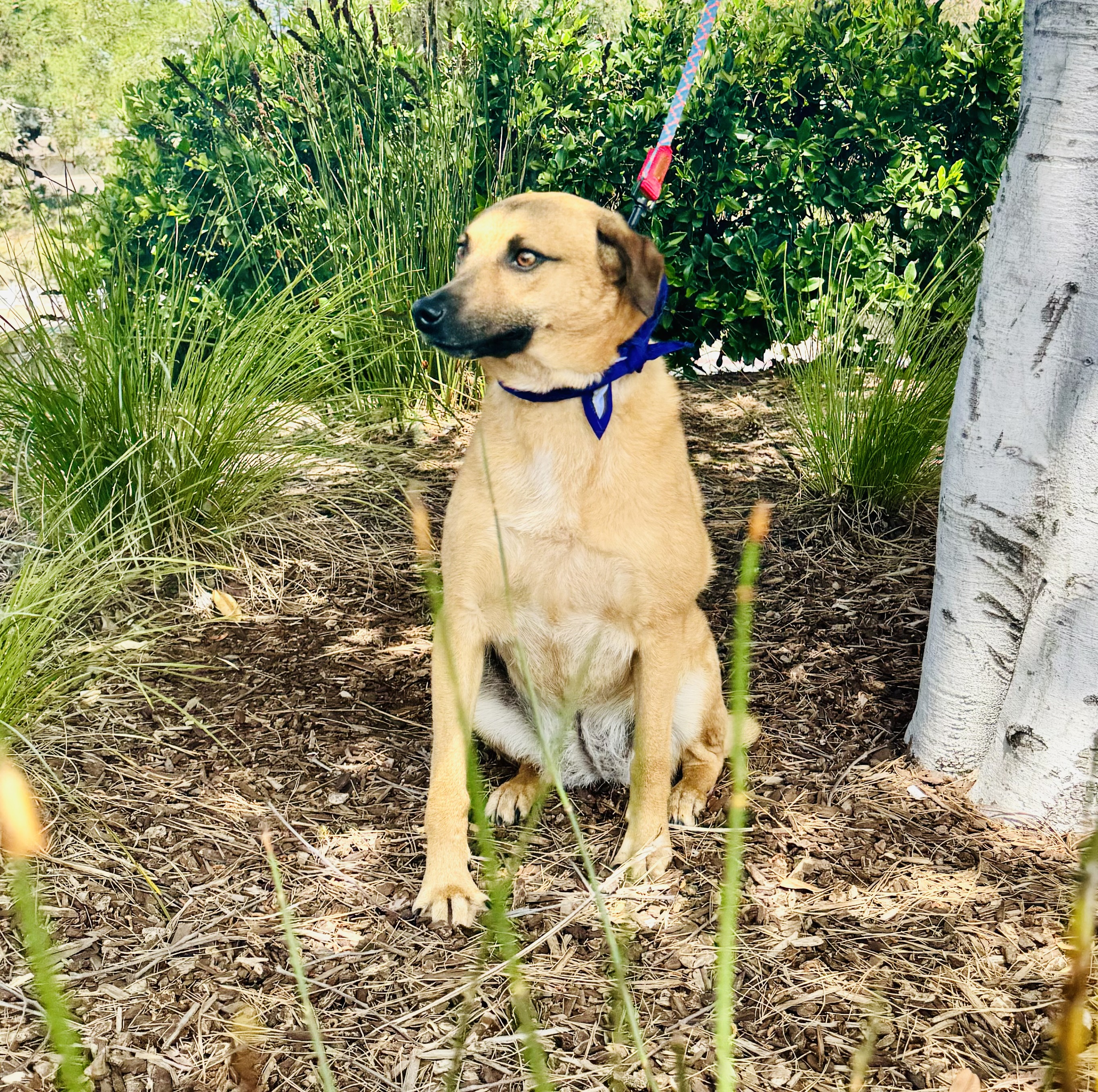 Laila, a Adoptable mixed breed in San Ysidro, CA image 1/6