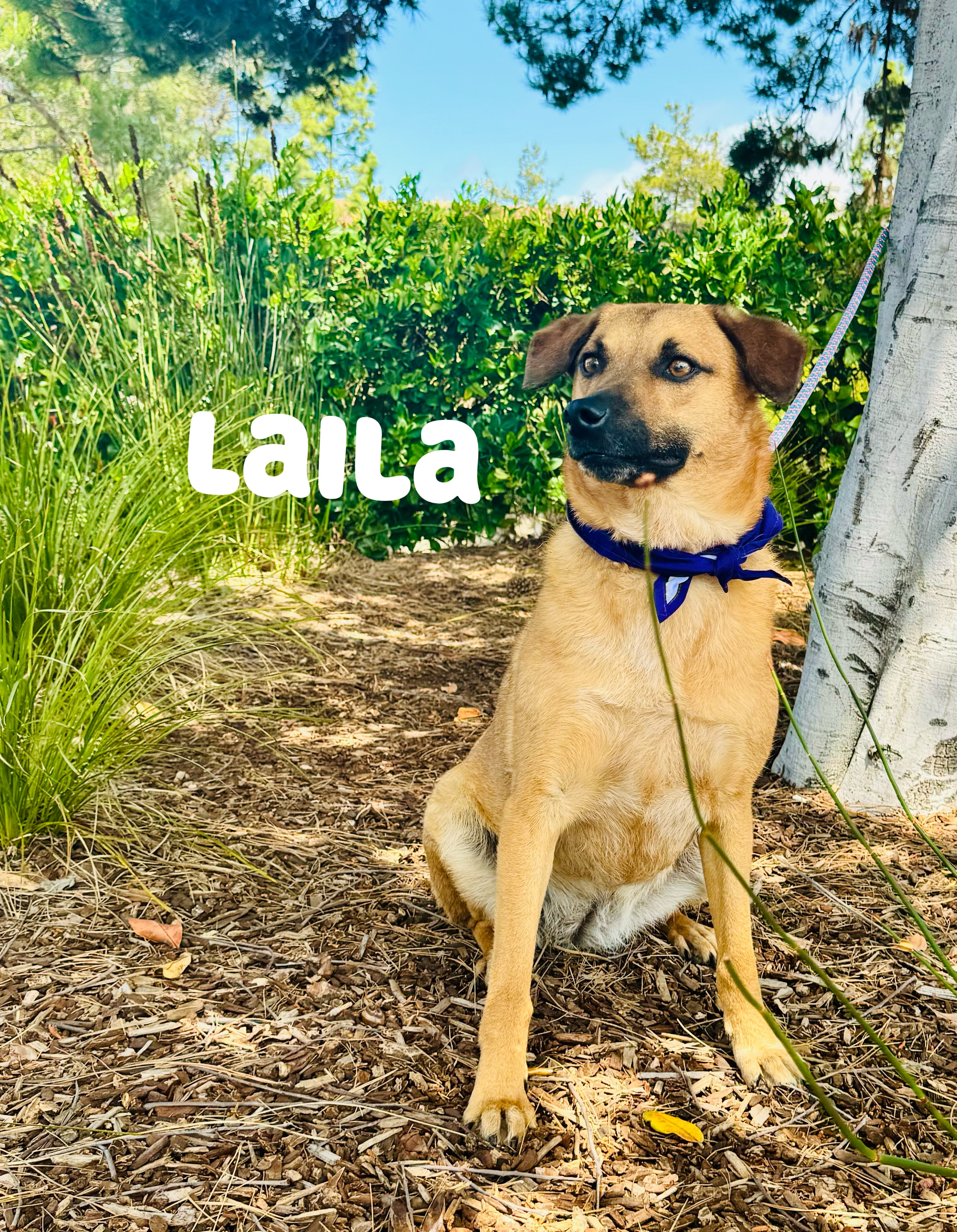 Laila, a Adoptable mixed breed in San Ysidro, CA image 2/6