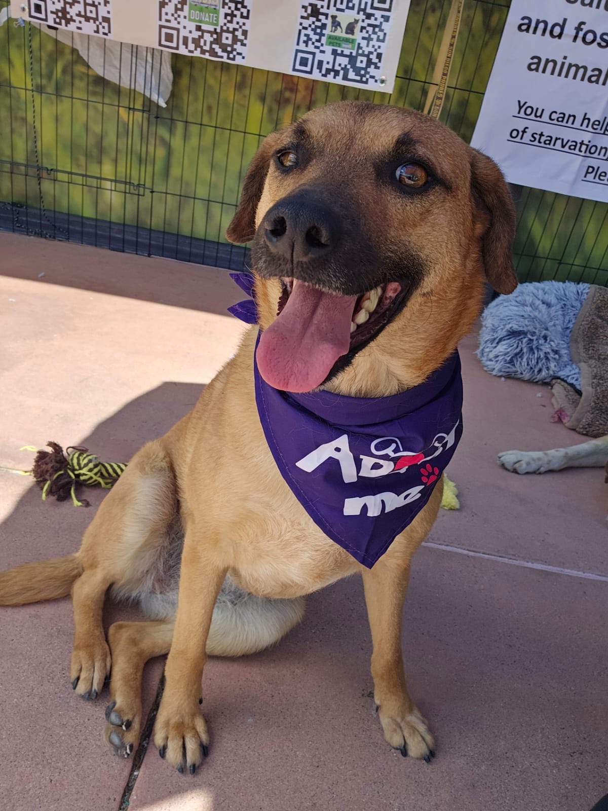 Laila, a Adoptable mixed breed in San Ysidro, CA image 3/6