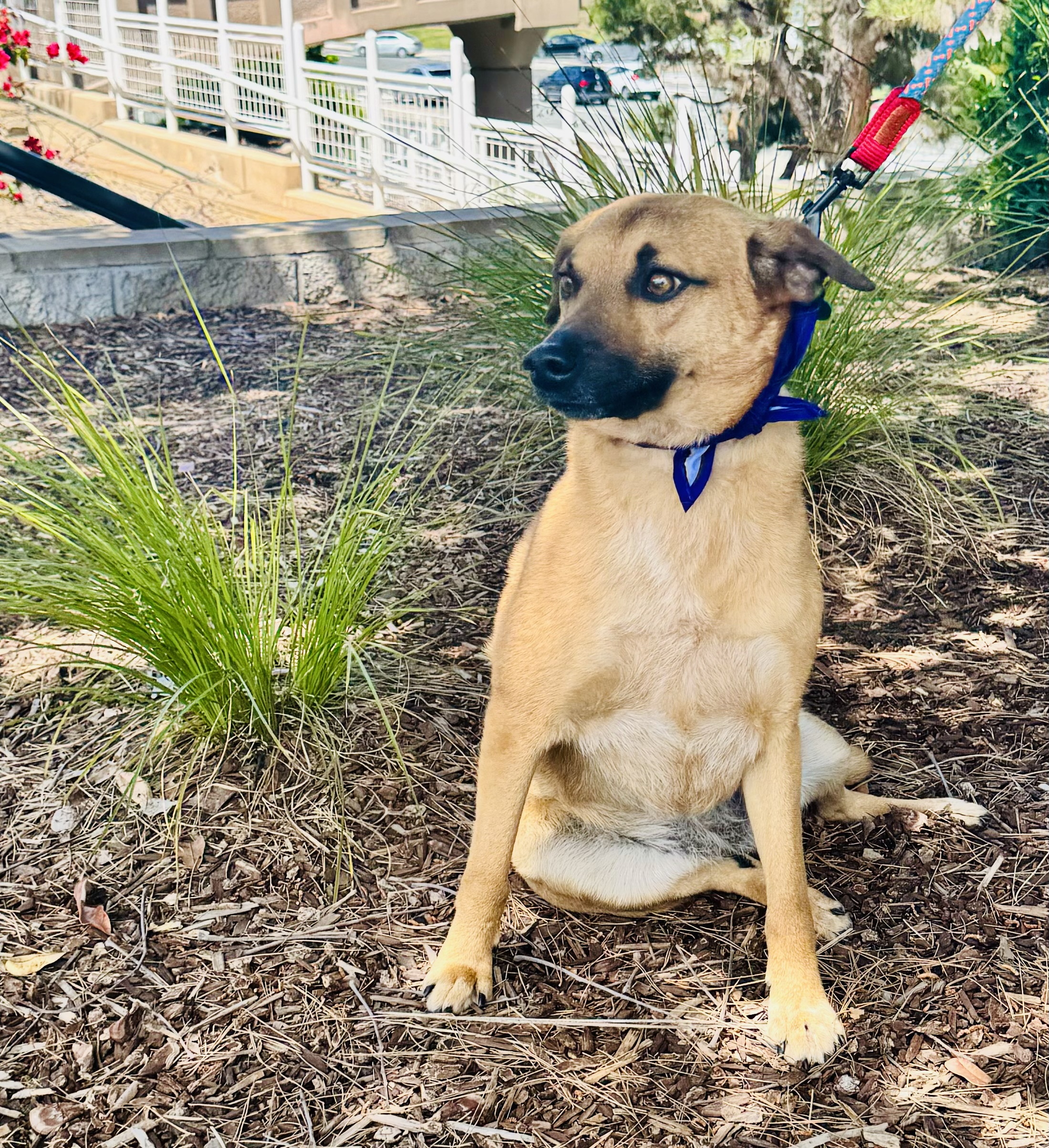 Laila, a Adoptable mixed breed in San Ysidro, CA image 4/6