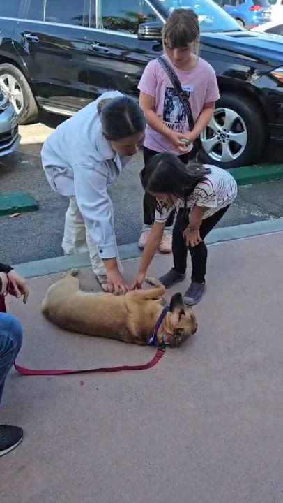 Enlarge Laila, a Adoptable mixed breed in San Ysidro, CA video 5/6
