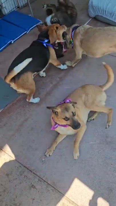 Enlarge Laila, a Adoptable mixed breed in San Ysidro, CA video 6/6