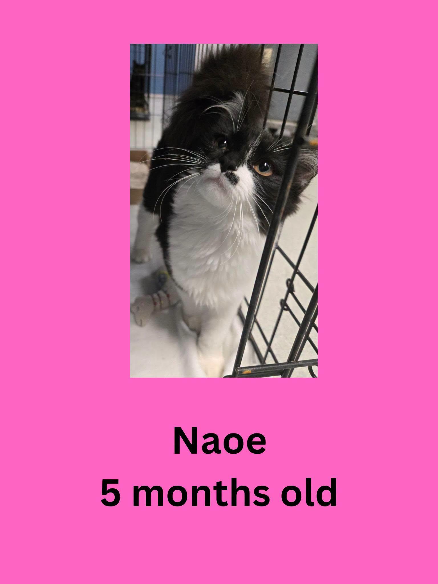 Naoe, Adoptable, Young Female Domestic Medium Hair.