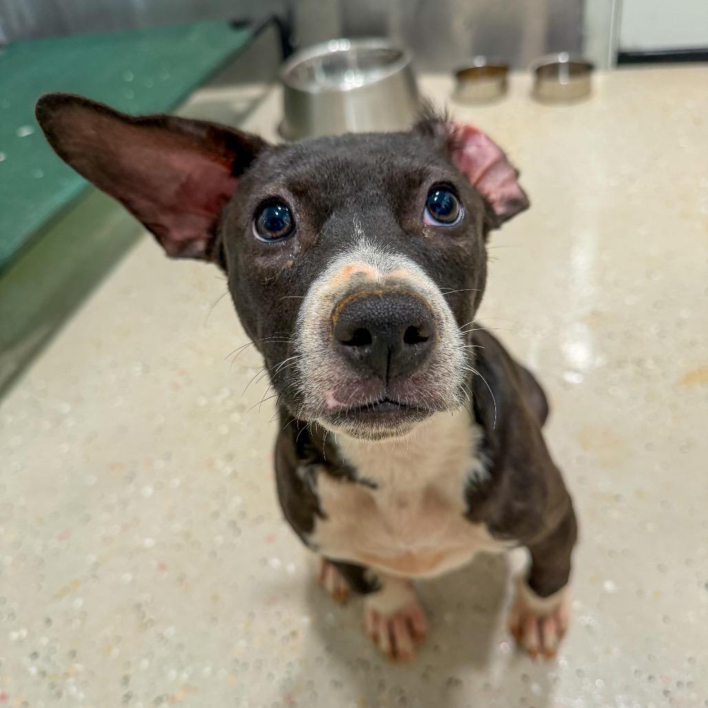 Crackers, Adoptable, Puppy Female Pit Bull Terrier.
