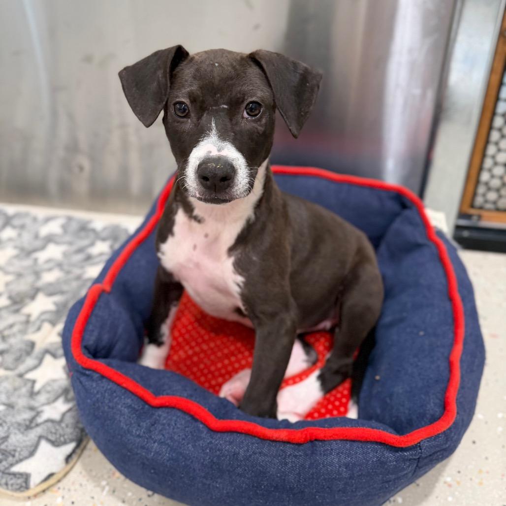Enlarge Crackers, a Adoptable Pit Bull Terrier in Raleigh, NC image 3/6