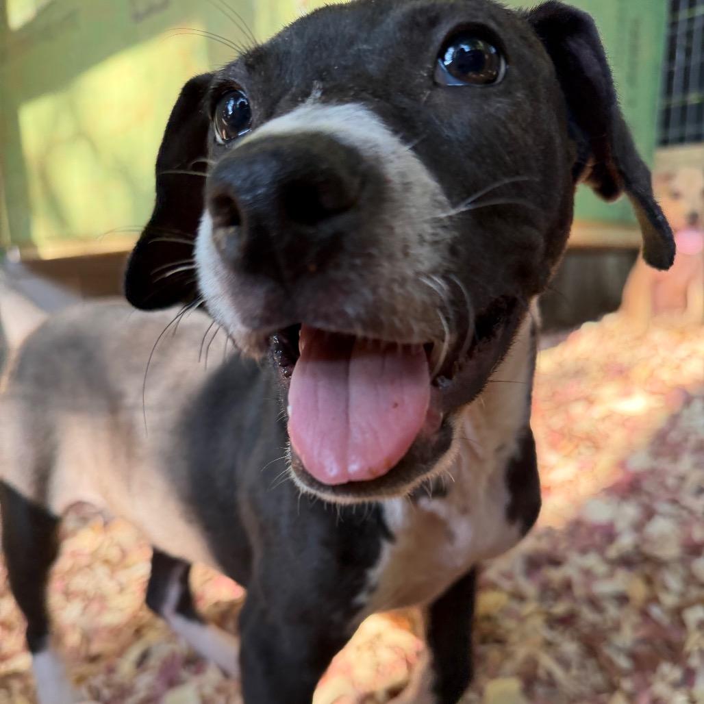 Enlarge Crackers, a Adoptable Pit Bull Terrier in Raleigh, NC image 4/6