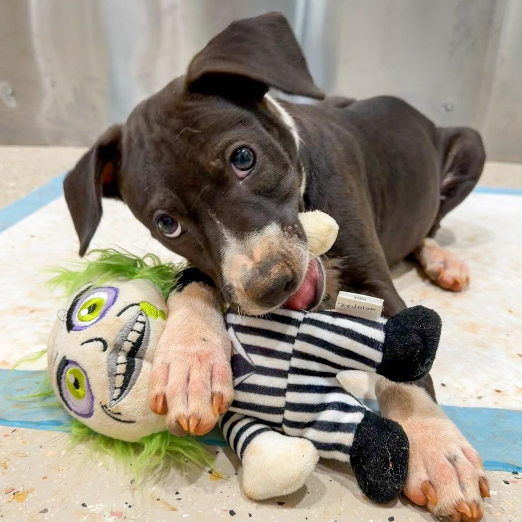 Enlarge Crackers, a Adoptable Pit Bull Terrier in Raleigh, NC image 5/6
