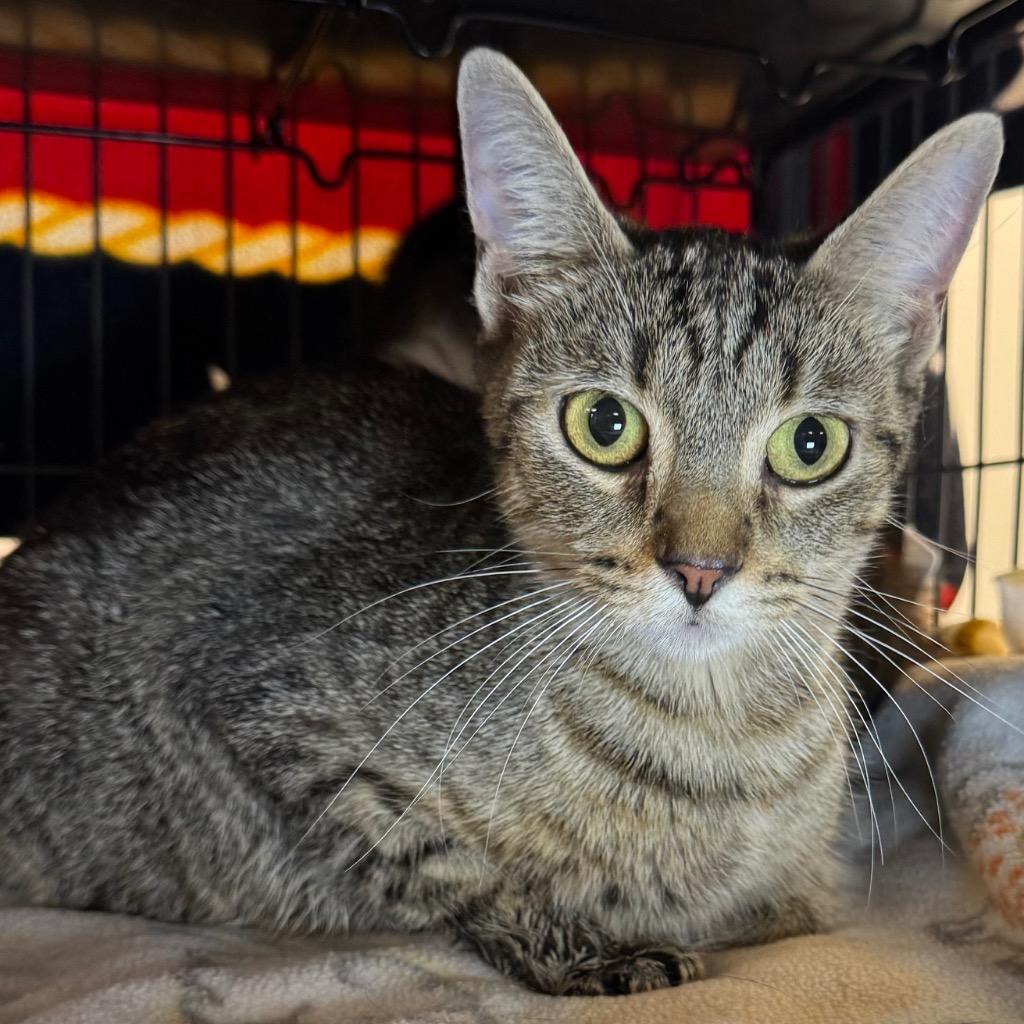 Frosty, Adoptable, Young Female Domestic Short Hair.
