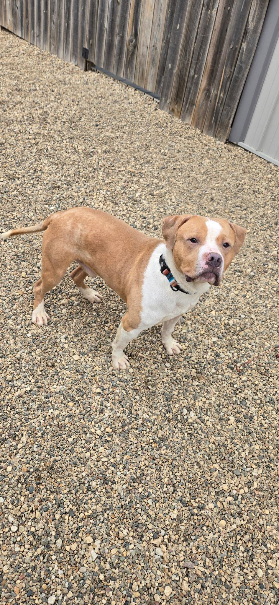 Enlarge Simba, a Adopted Staffordshire Bull Terrier in Estherville, IA image 1/3