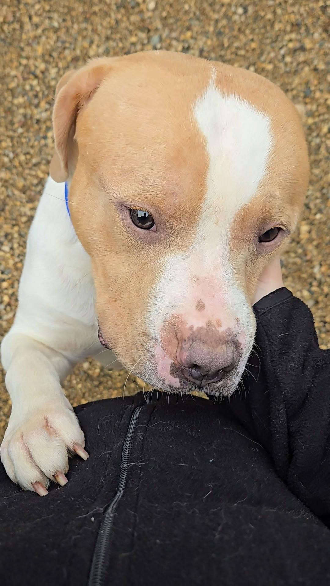 Enlarge Simba, a Adopted Staffordshire Bull Terrier in Estherville, IA image 2/3