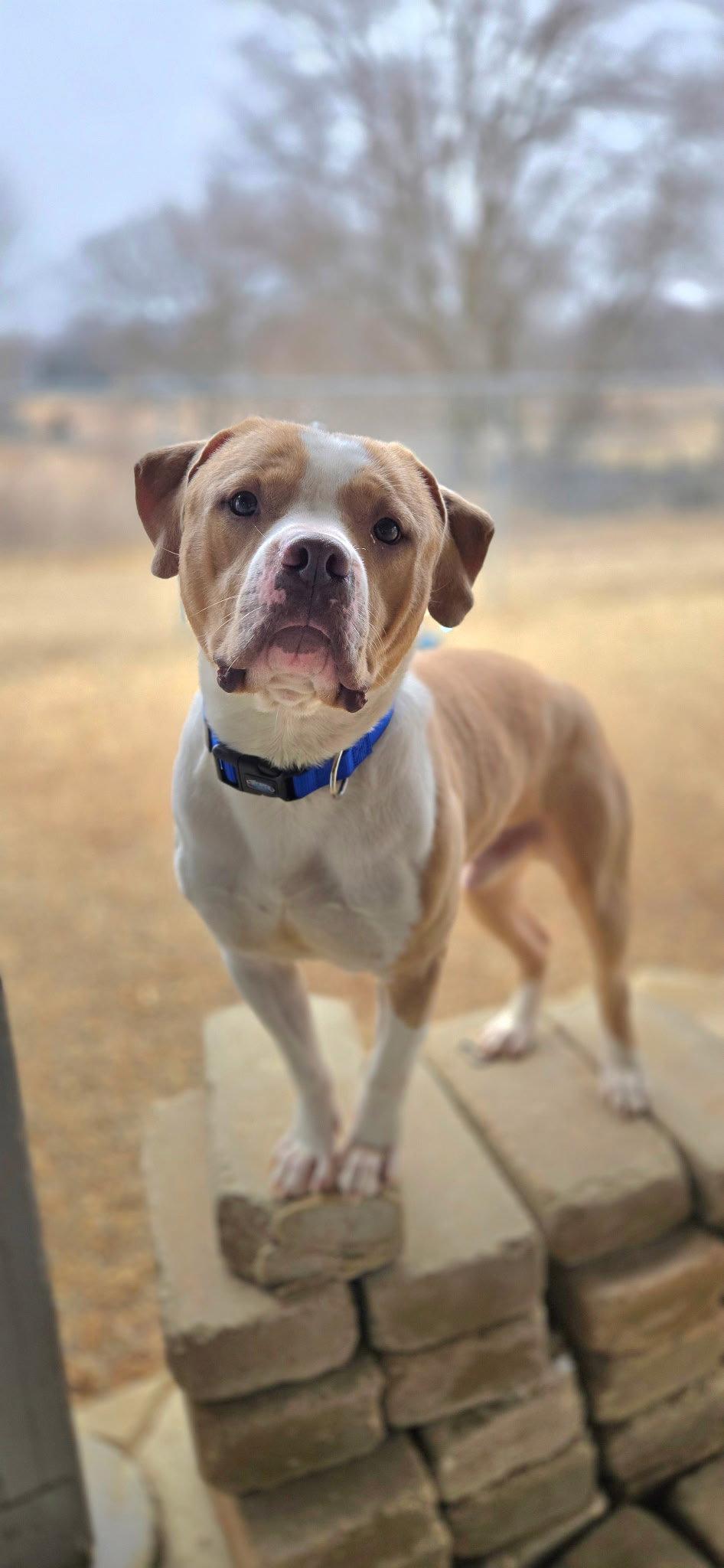 Enlarge Simba, a Adopted Staffordshire Bull Terrier in Estherville, IA image 3/3