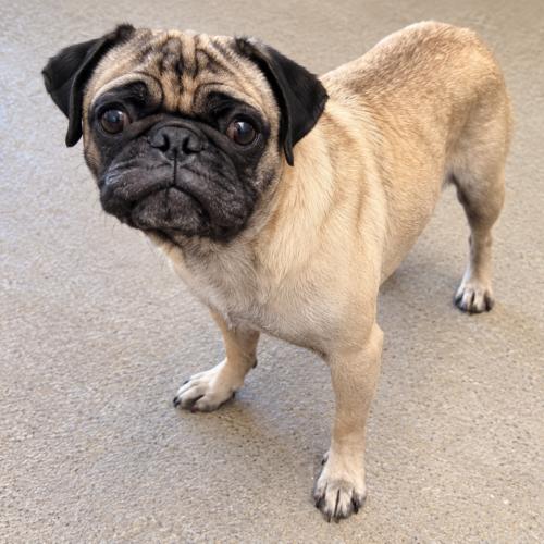 Pugsworth, Adoptable, Young Male Pug.