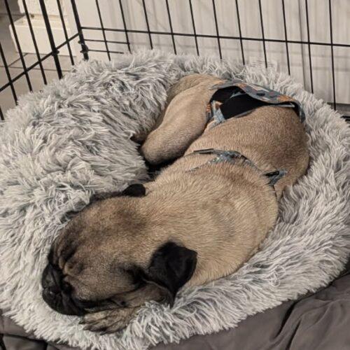 Enlarge Pugsworth, a Adoptable Pug in Seattle, WA image 2/4