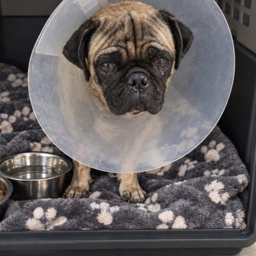 Enlarge Pugsworth, a Adoptable Pug in Seattle, WA image 3/4