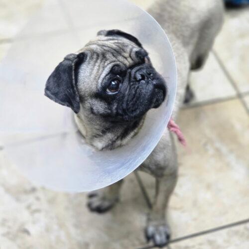 Enlarge Pugsworth, a Adoptable Pug in Seattle, WA image 4/4