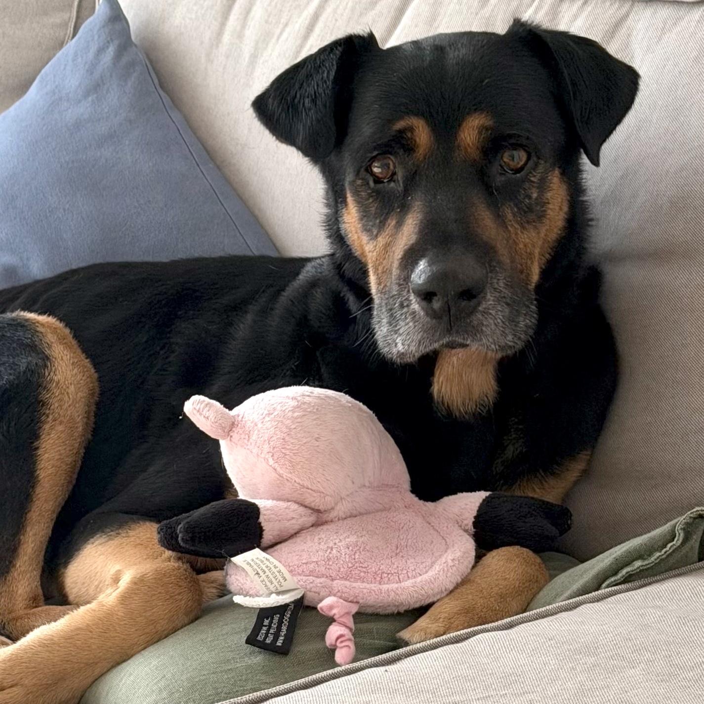 Enlarge Bob, a ADOPTABLE mixed breed in Brooklyn, NY image 4/6