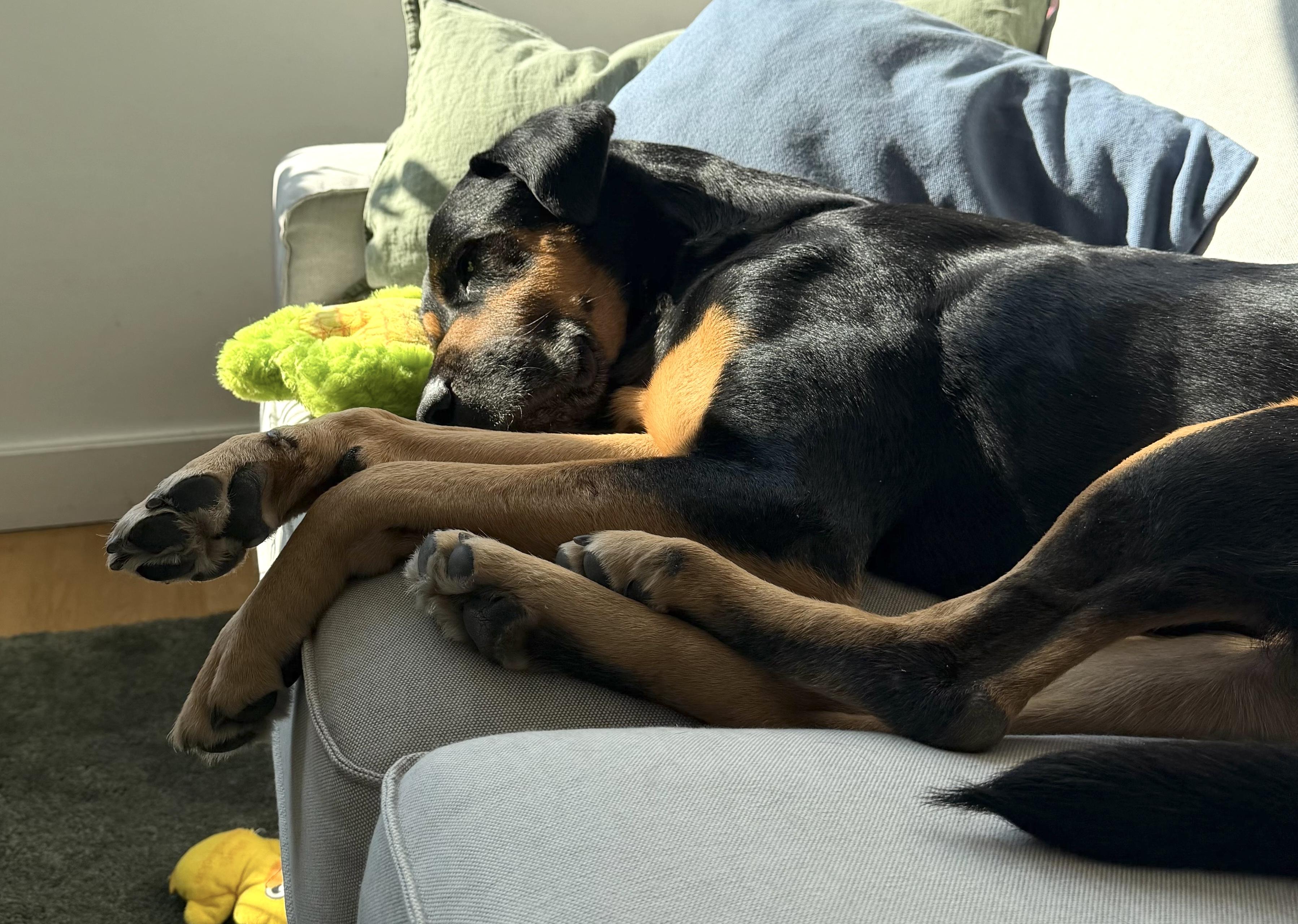 Enlarge Bob, a ADOPTABLE mixed breed in Brooklyn, NY image 5/6