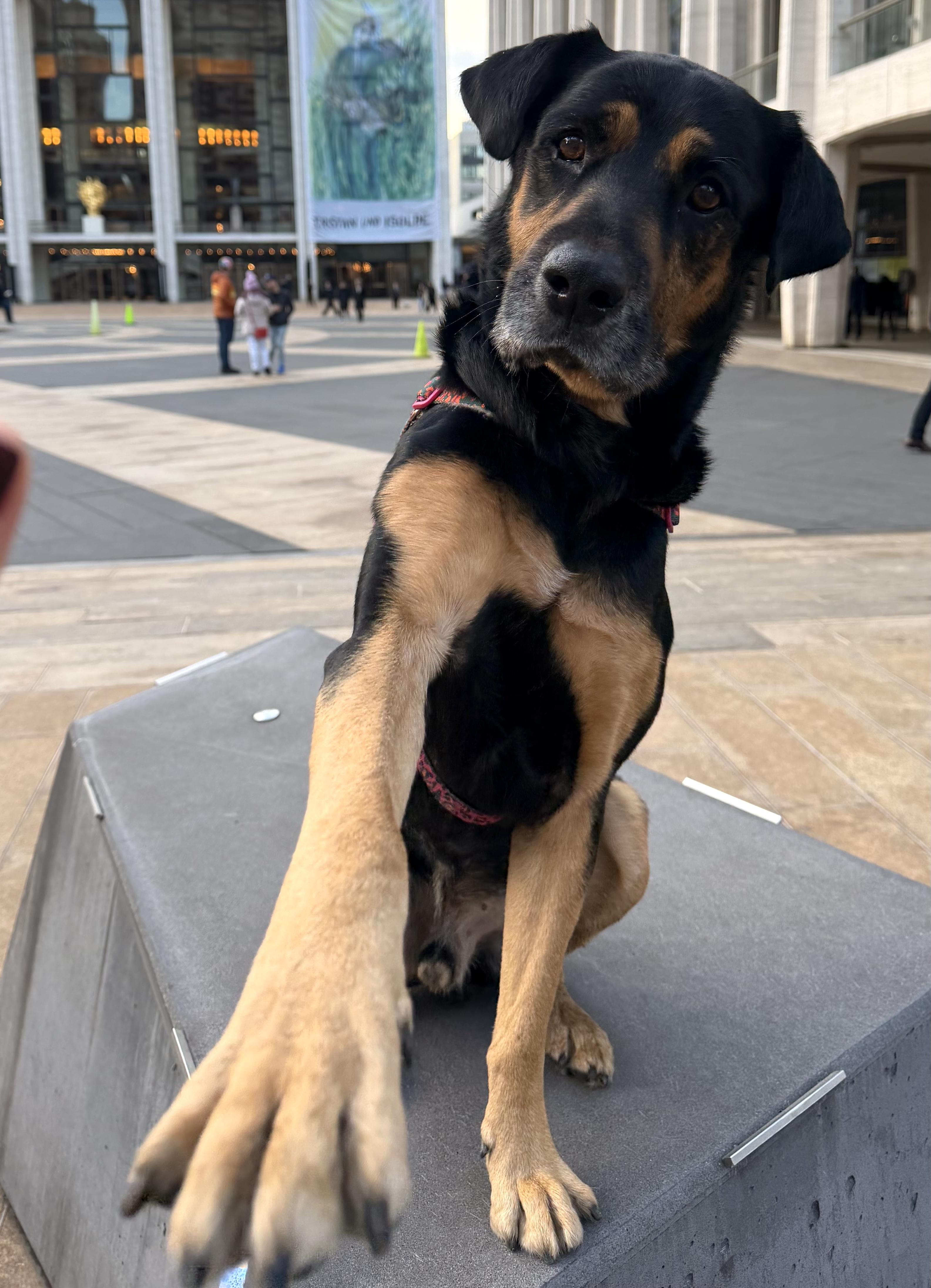 Enlarge Bob, a ADOPTABLE mixed breed in Brooklyn, NY image 2/6