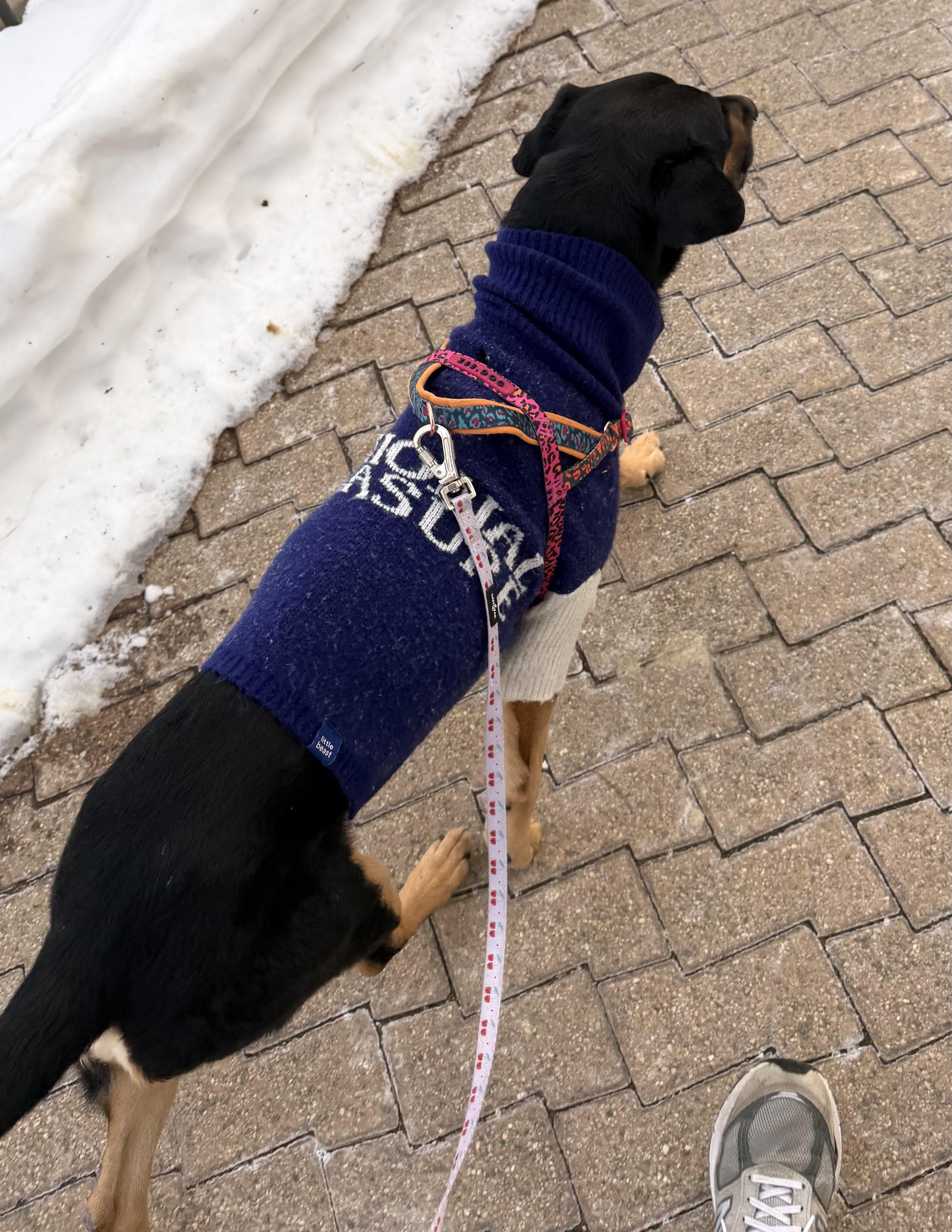 Enlarge Bob, a ADOPTABLE mixed breed in Brooklyn, NY image 3/6