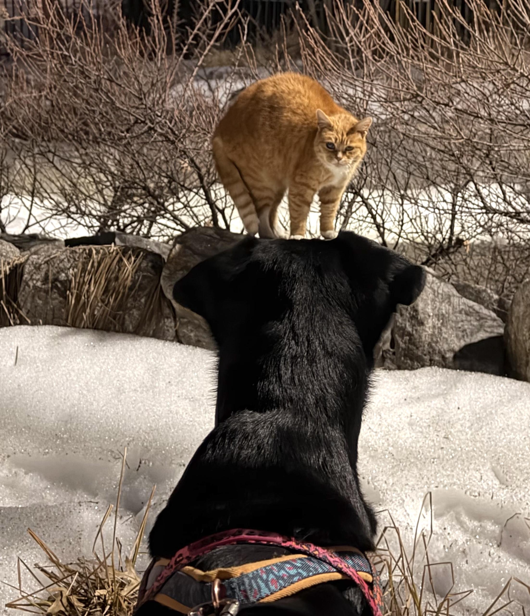 Enlarge Bob, a ADOPTABLE mixed breed in Brooklyn, NY image 6/6