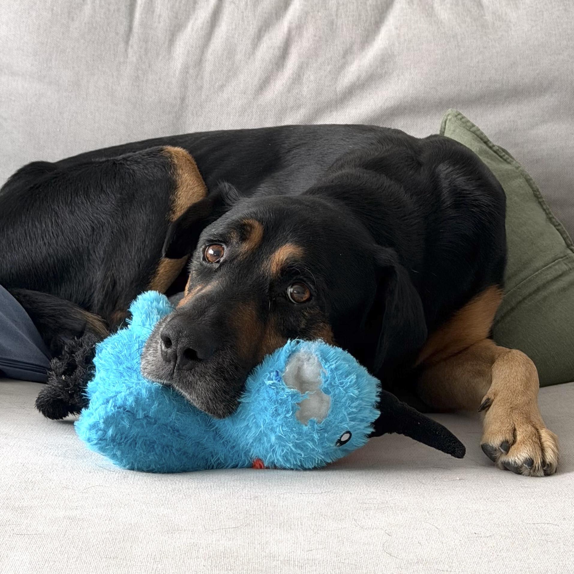 Enlarge Bob, a ADOPTABLE mixed breed in Brooklyn, NY image 1/6