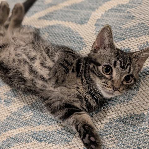 Enlarge Oscar, a Adoptable Domestic Short Hair in Raleigh, NC image 2/2