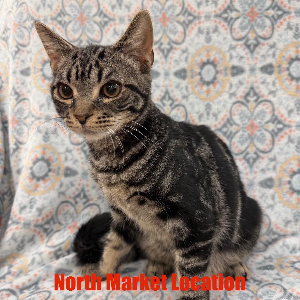 Enlarge Oscar, a Adoptable Domestic Short Hair in Raleigh, NC image 3/3