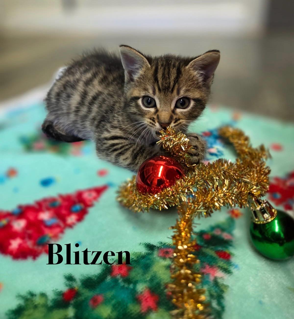 Enlarge Blitzen, a Adoptable Tabby in Crescent City, CA image 1/1
