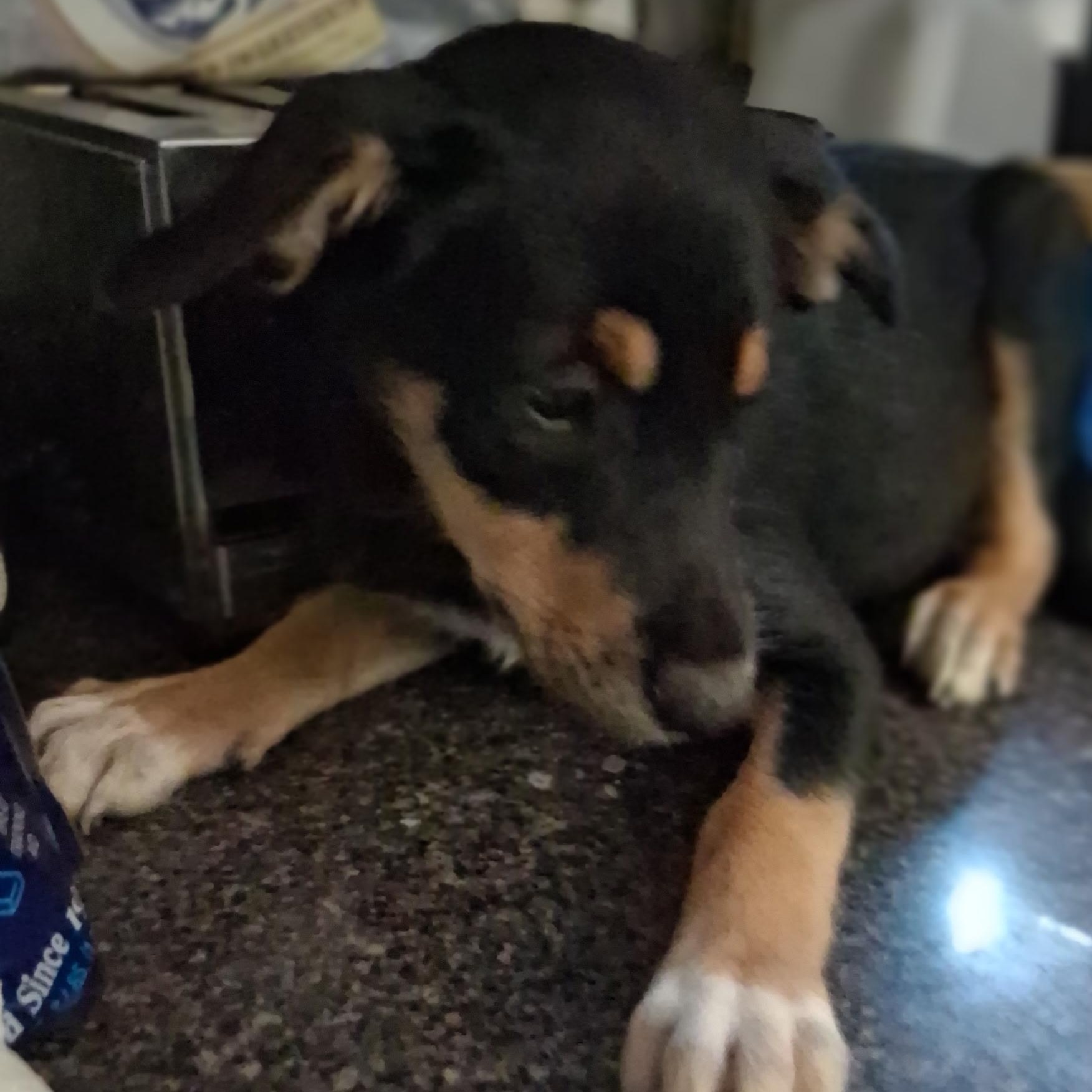 Beth, ADOPTABLE, Puppy Female Collie.