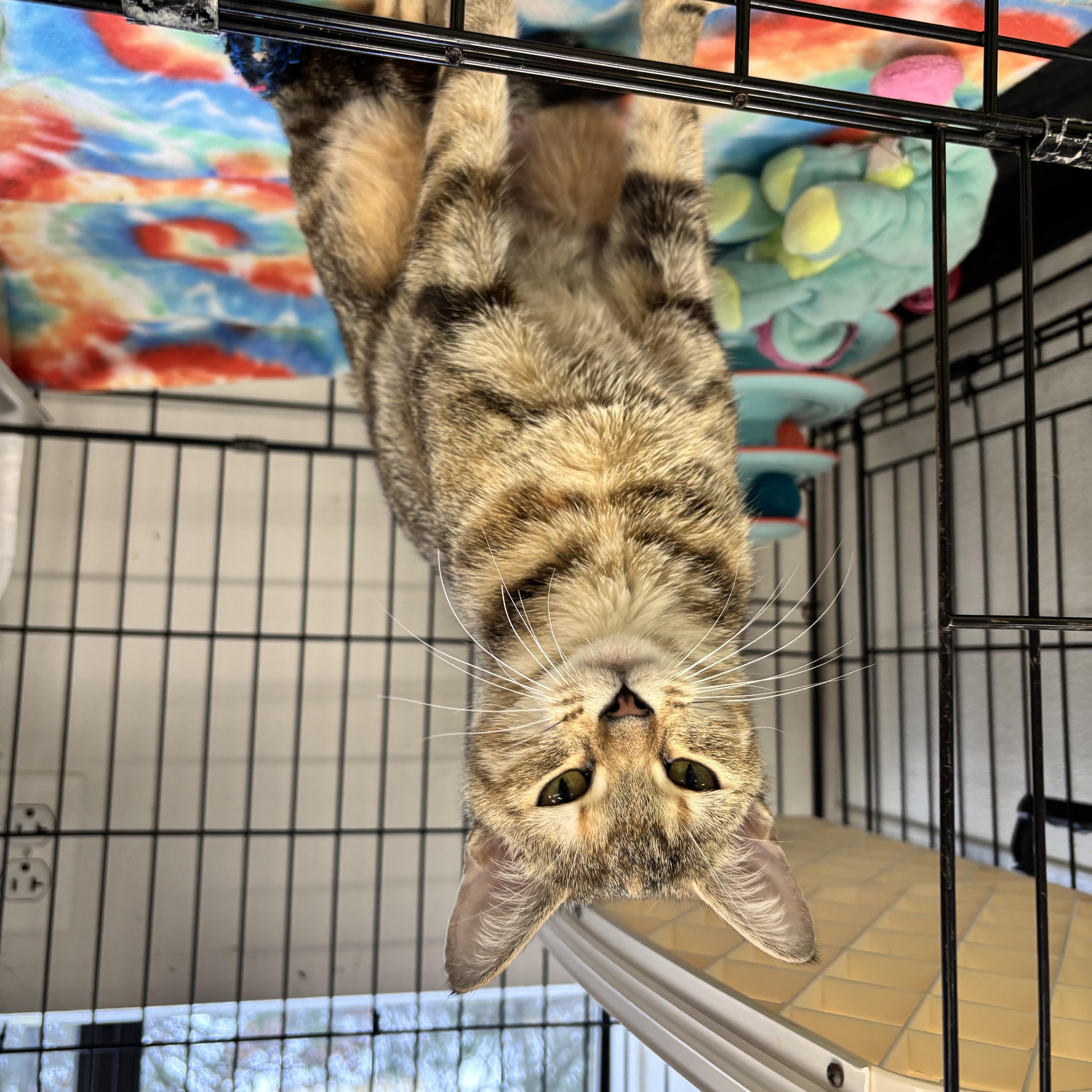 Clefairy - In Foster, Adoptable, Young Female Domestic Short Hair.