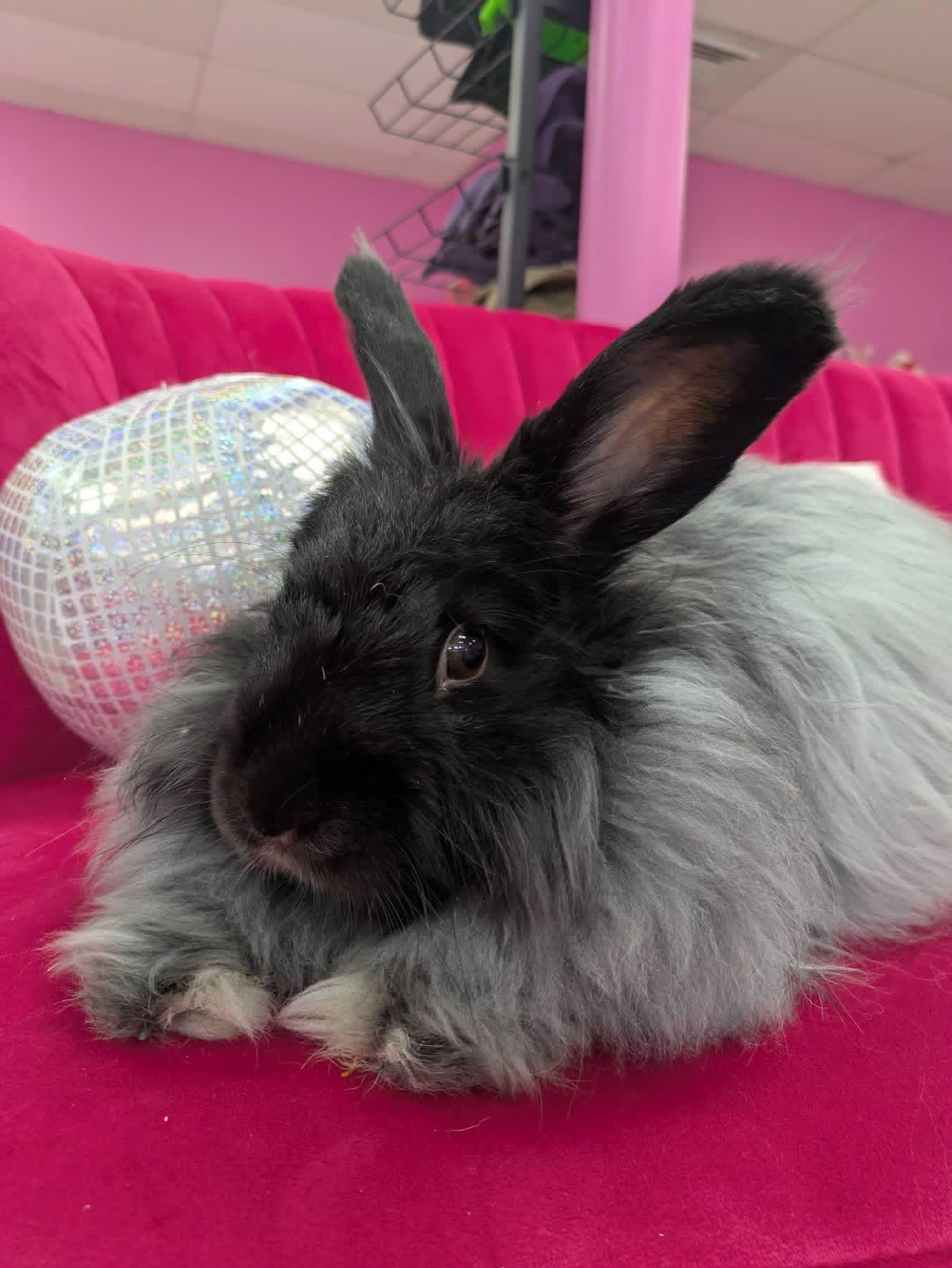 Enlarge Minty Fresh , a ADOPTABLE Angora Rabbit in St. Charles, MO image 3/6