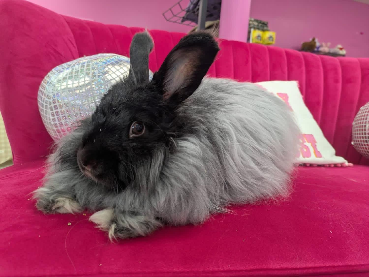 Minty Fresh , ADOPTABLE, Adult Female Angora Rabbit.