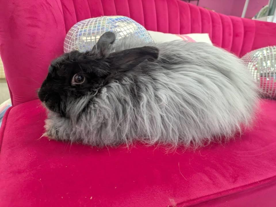 Enlarge Minty Fresh , a ADOPTABLE Angora Rabbit in St. Charles, MO image 2/6