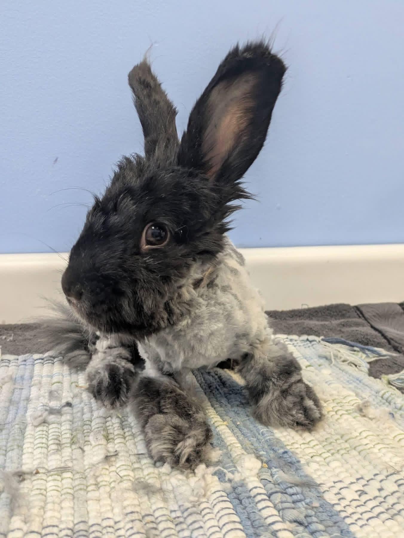 Enlarge Minty Fresh , a ADOPTABLE Angora Rabbit in St. Charles, MO image 6/6