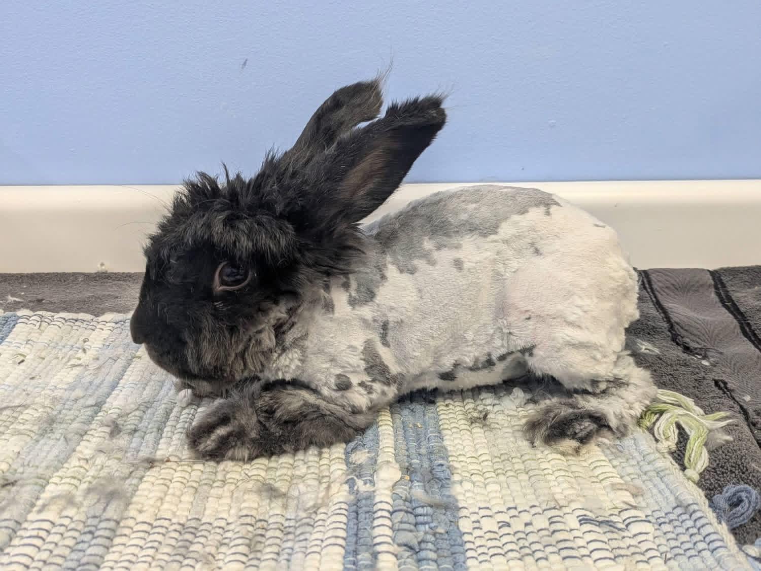 Enlarge Minty Fresh , a ADOPTABLE Angora Rabbit in St. Charles, MO image 5/6