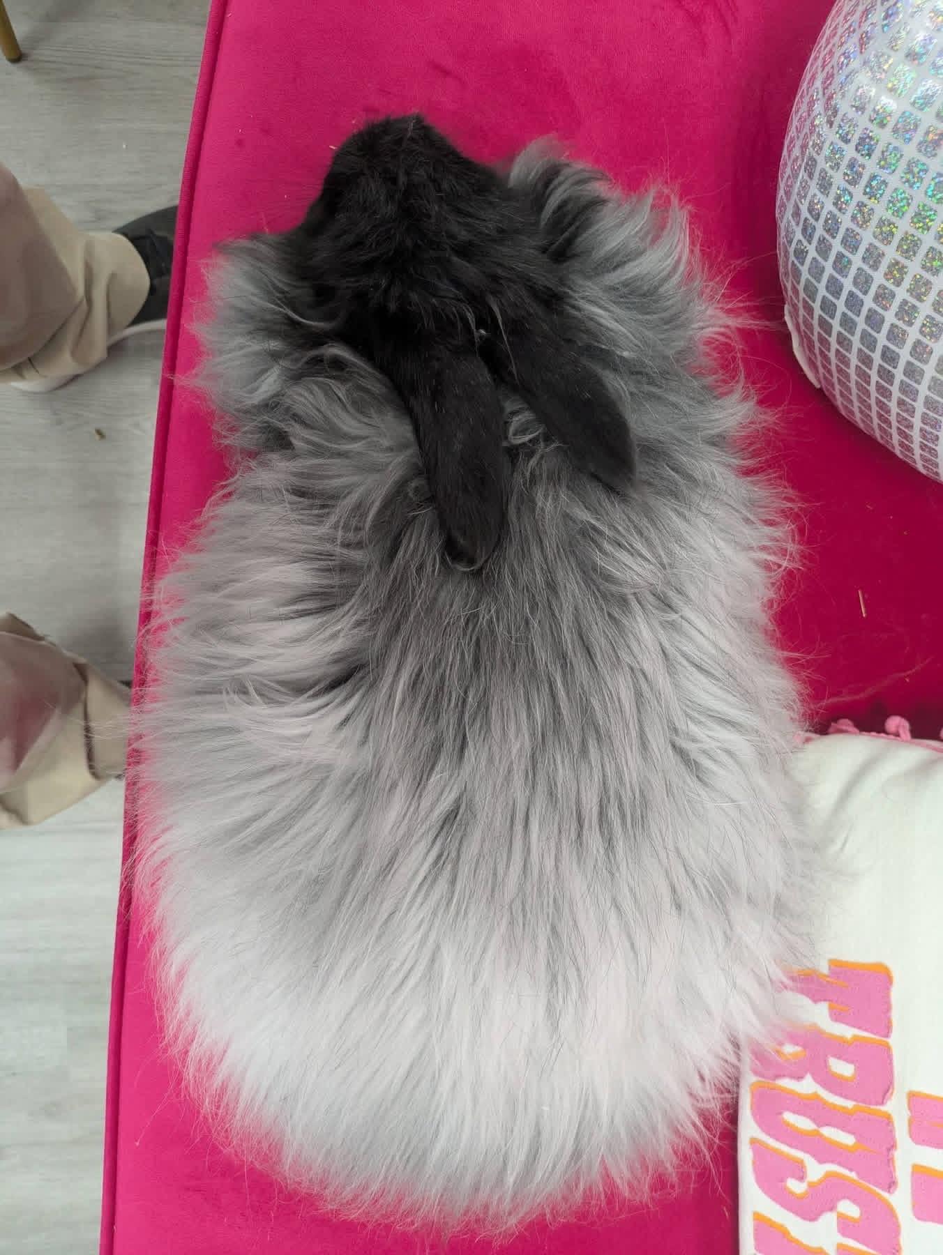 Enlarge Minty Fresh , a ADOPTABLE Angora Rabbit in St. Charles, MO image 4/6