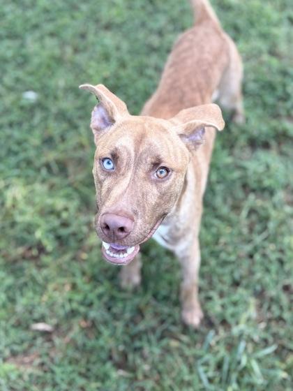 Yang, Adoptable, Puppy Male Vizsla & Mixed Breed.