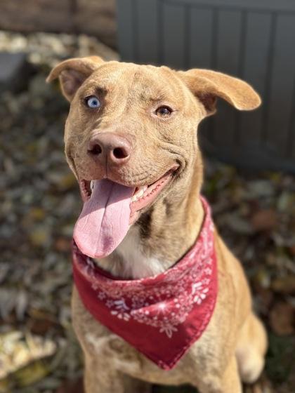 Yang, a Adoptable mixed breed image 2/3