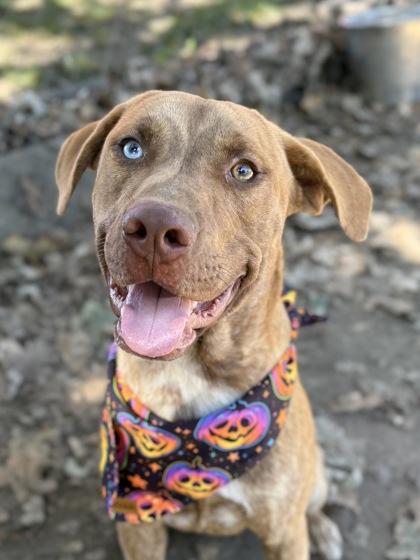 Yang, a Adoptable mixed breed image 3/3