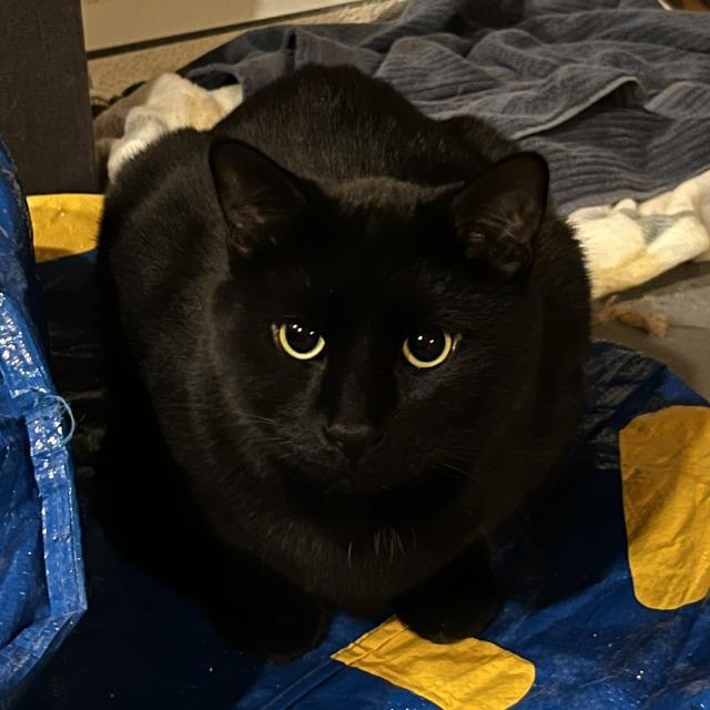 Dorito, Adoptable, Adult Male Domestic Short Hair.