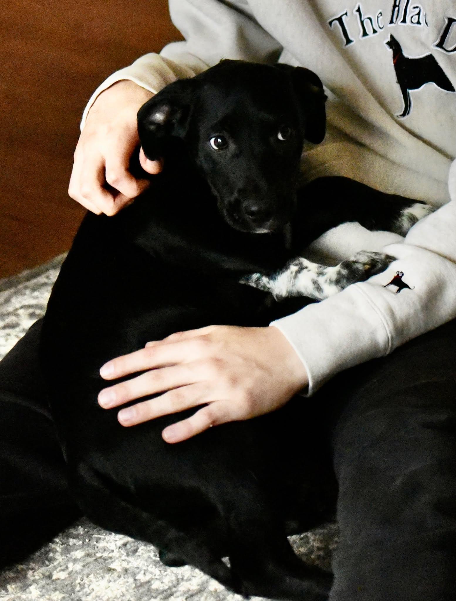 Enlarge Jarvis, a Adoptable mixed breed in Mechanicsburg, PA image 1/3