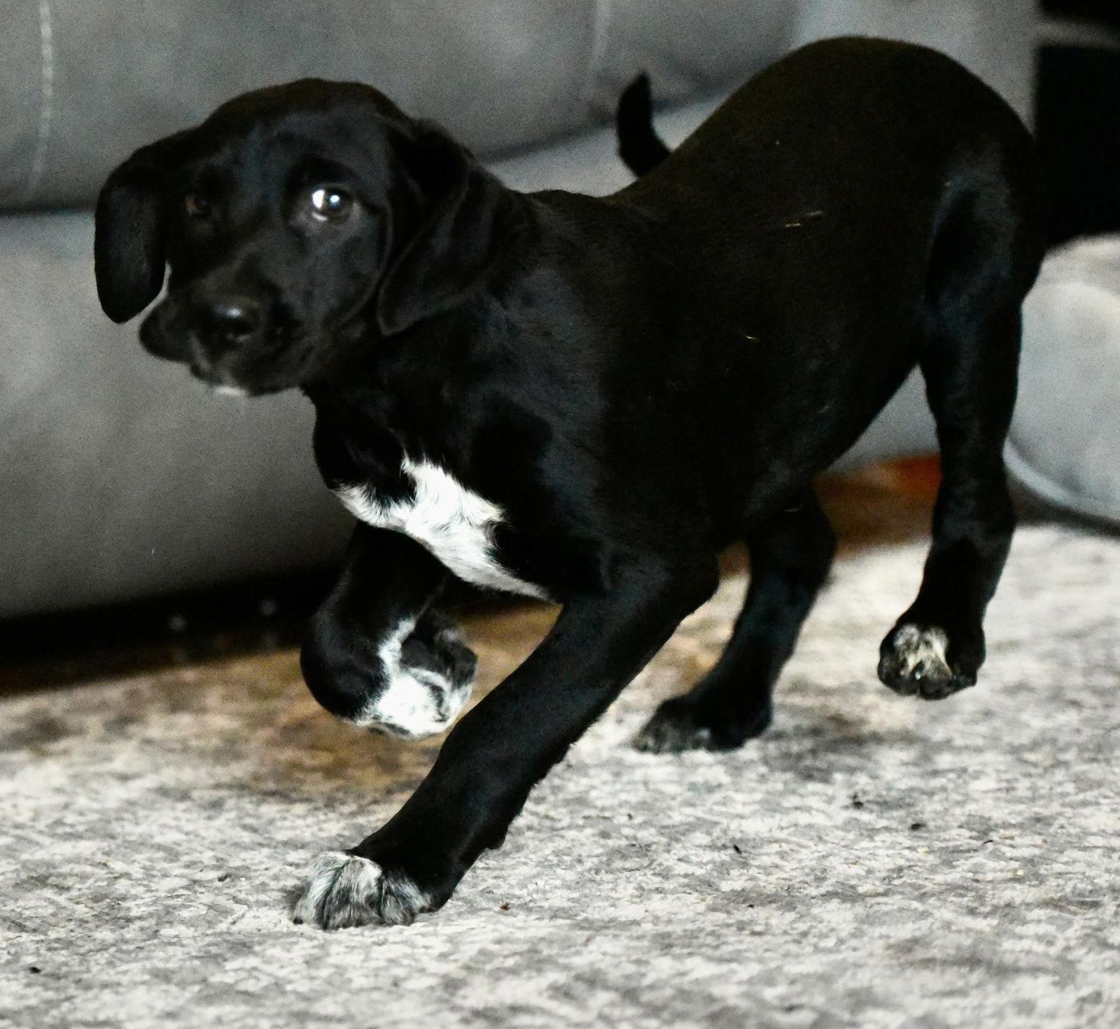 Enlarge Jarvis, a Adoptable mixed breed in Mechanicsburg, PA image 2/3