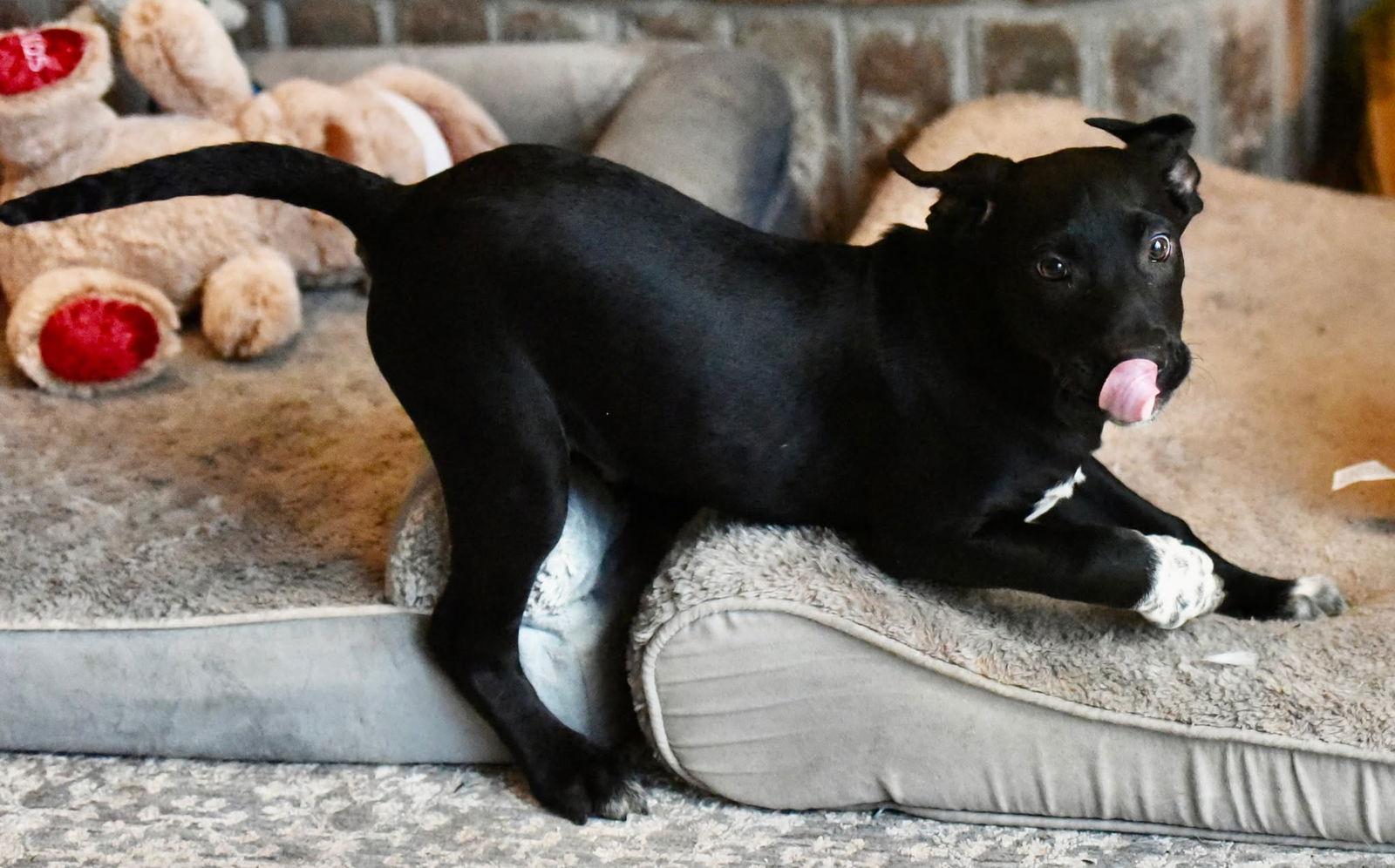 Enlarge Jarvis, a Adoptable mixed breed in Mechanicsburg, PA image 3/3