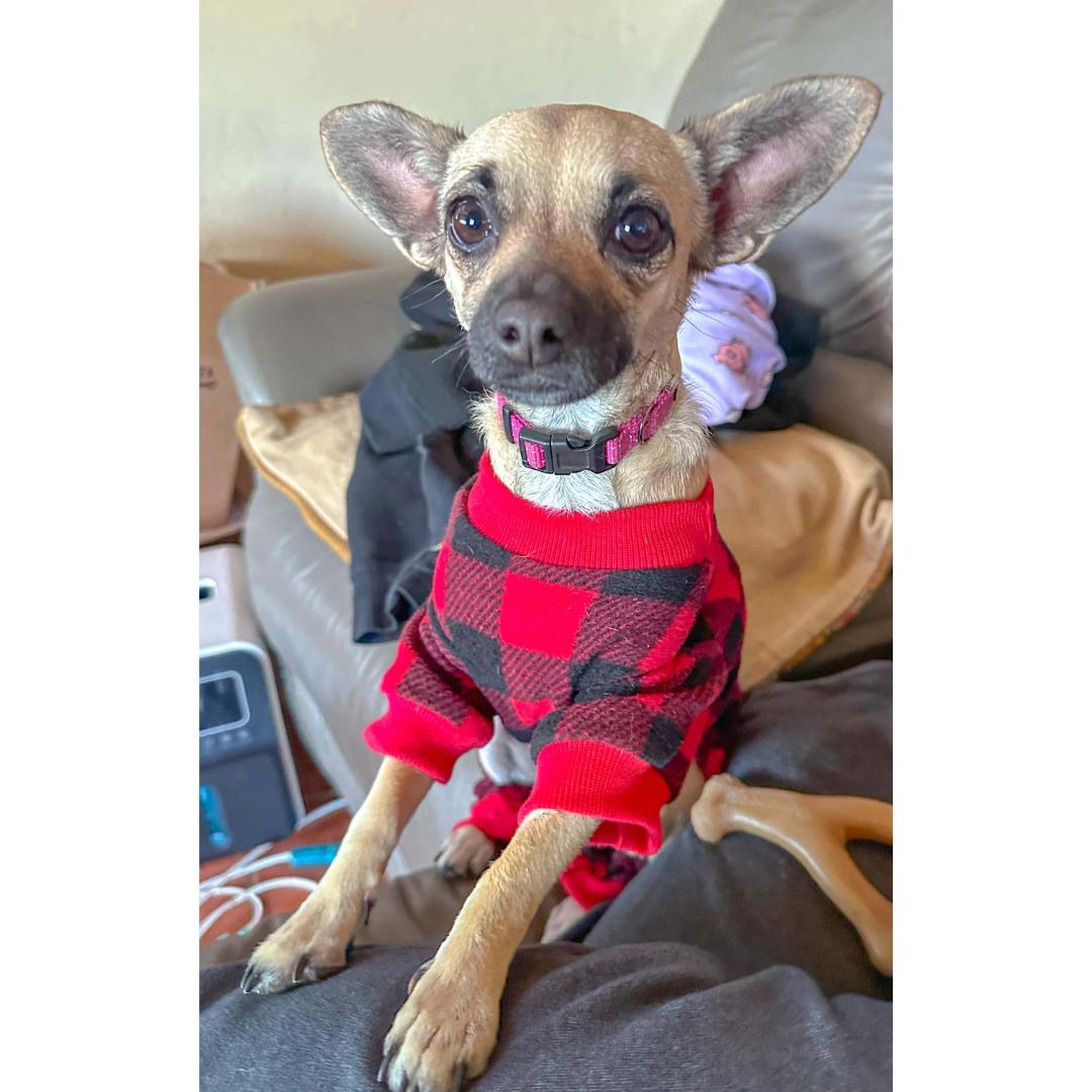 Enlarge ROXY, a Adoptable mixed breed in Morgan Hill, CA image 6/6