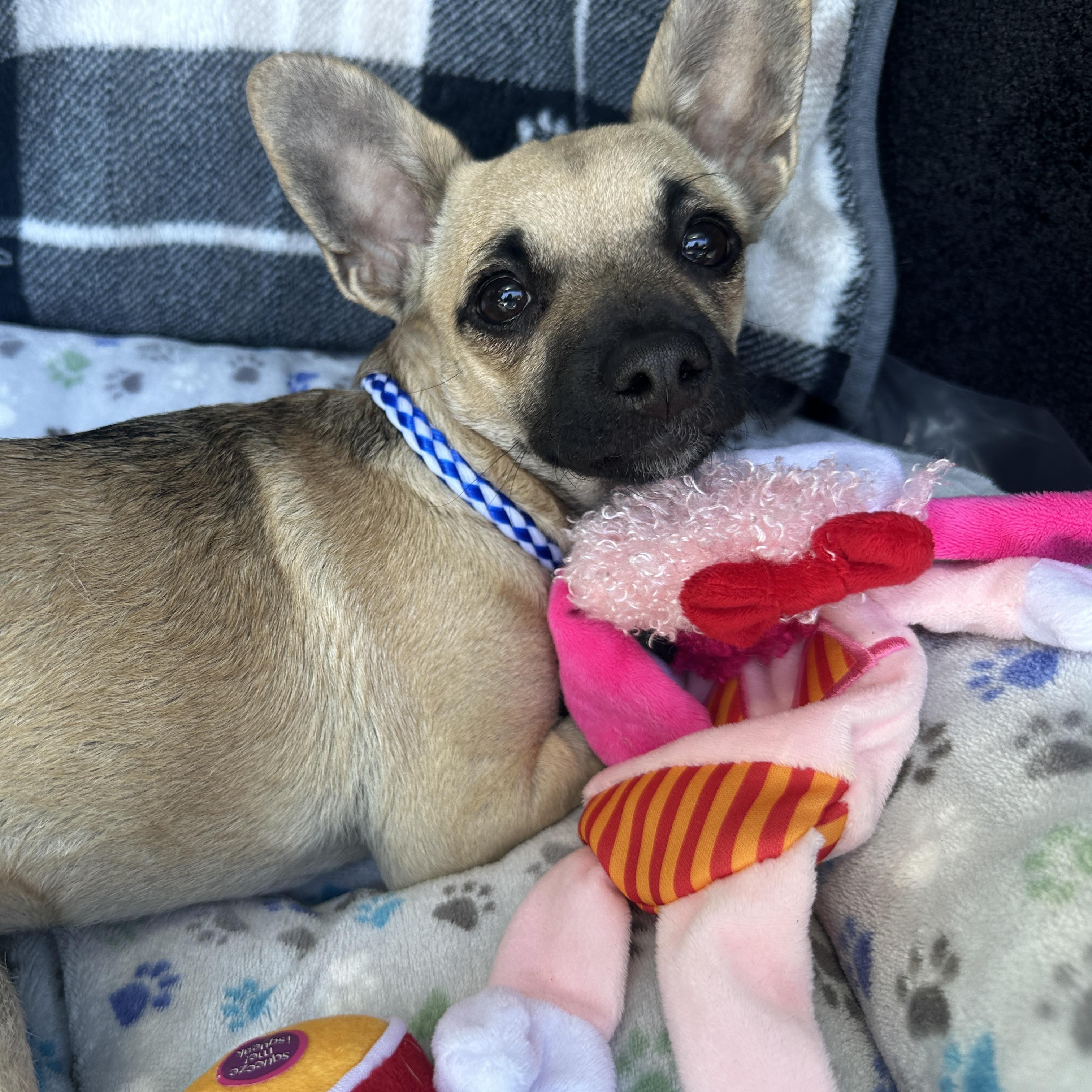 ROXY, Young Female Chihuahua