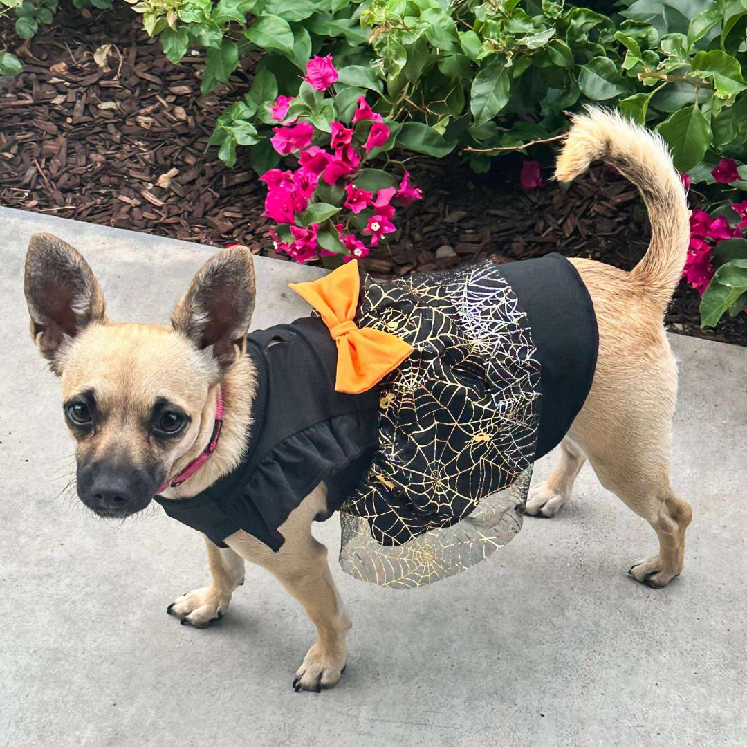 ROXY, Adoptable, Young Female Chihuahua & Wirehaired Terrier.