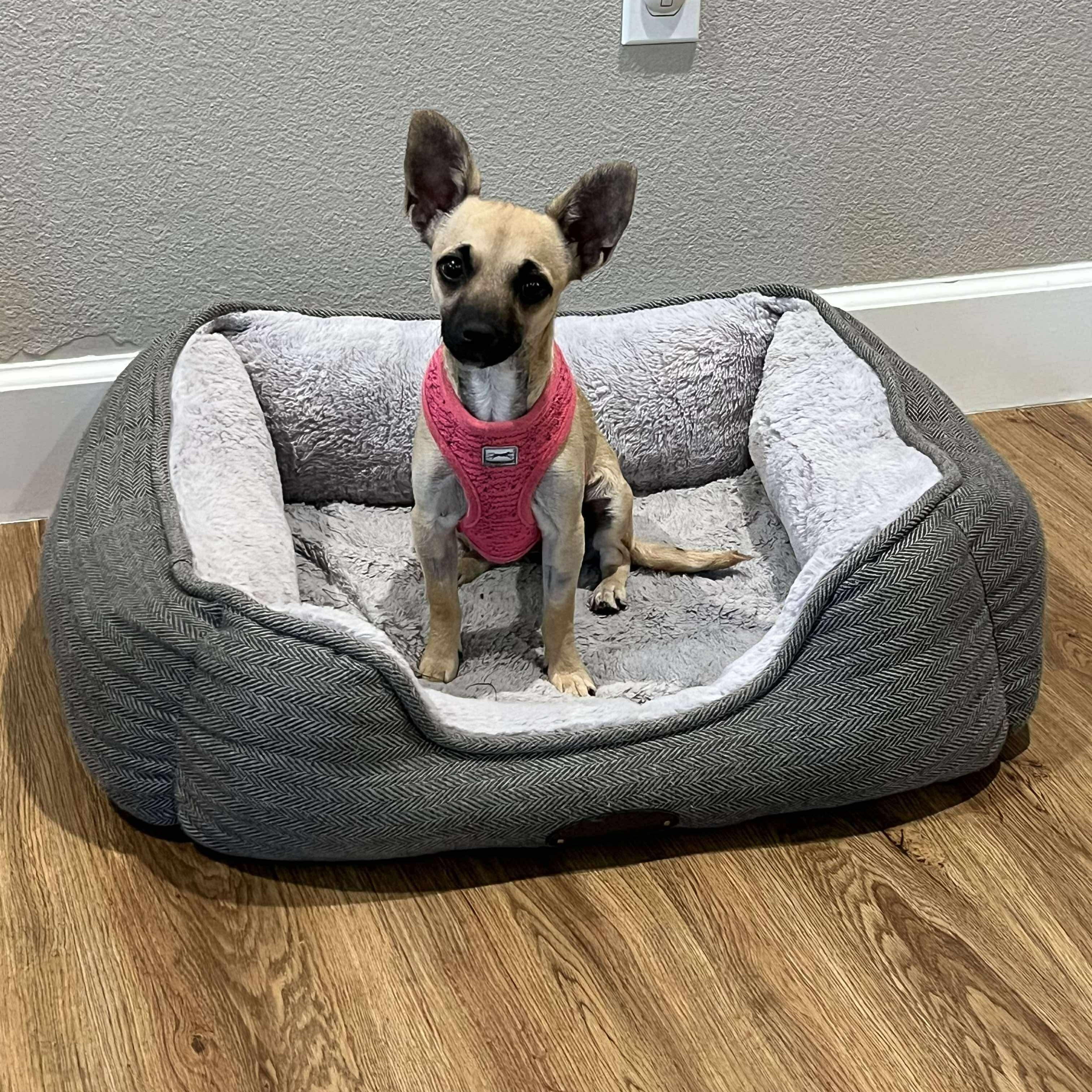 Enlarge ROXY, a Adoptable mixed breed in Morgan Hill, CA image 6/6